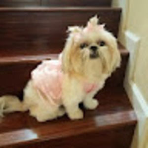 Meet your Posher, Sherwin